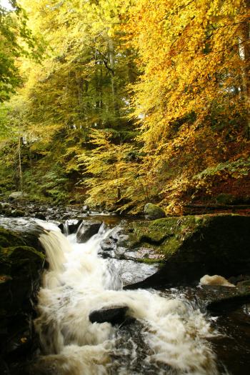 Birks of Aberfeldy 12-10-08