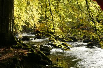 Birks of Aberfeldy 12-10-08