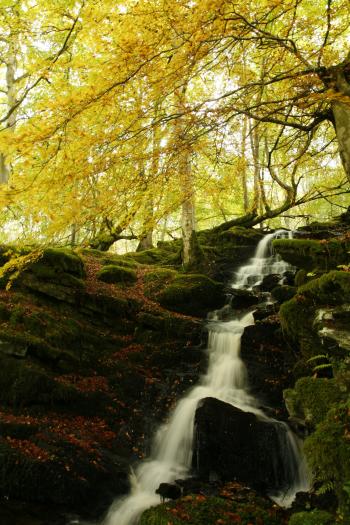 Birks of Aberfeldy 12-10-08