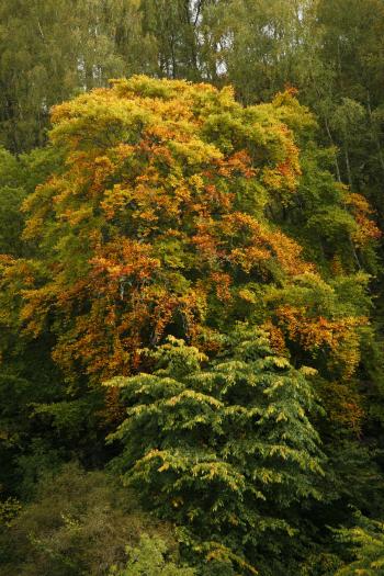 Birks of Aberfeldy 12-10-08