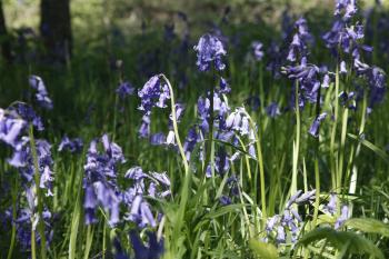 Bluebells of Keils Den 11-05-09