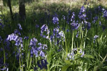 Bluebells of Keils Den 11-05-09