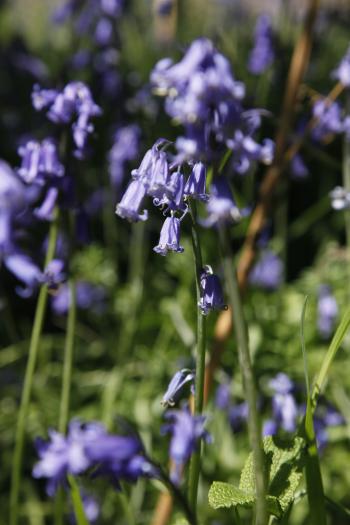 Bluebells of Keils Den 11-05-09