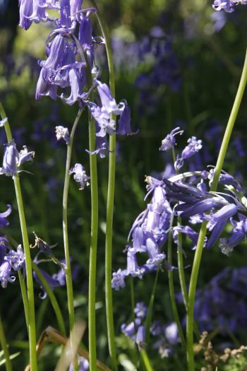 Bluebells of Keils Den 11-05-09