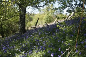 Bluebells of Keils Den 11-05-09