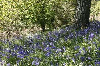 Bluebells of Keils Den 11-05-09