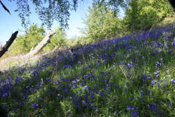 Bluebells of Keils Den 11-05-09