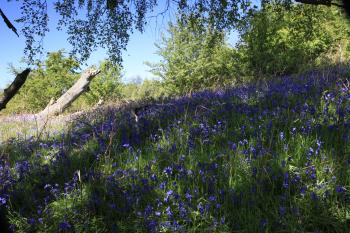 Bluebells of Keils Den 11-05-09