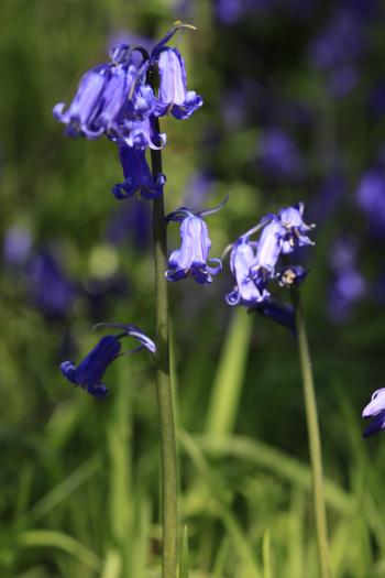 Bluebells of Keils Den 11-05-09