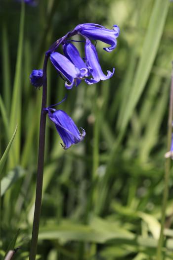 Bluebells of Keils Den 11-05-09