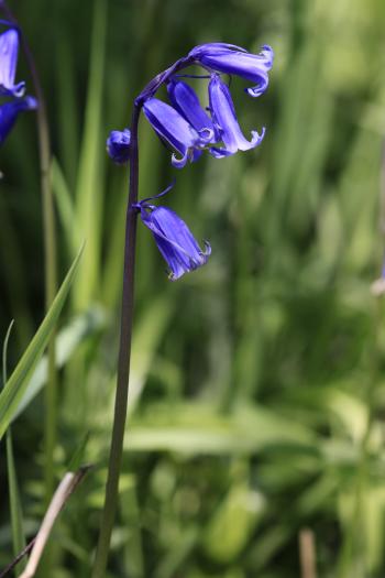 Bluebells of Keils Den 11-05-09