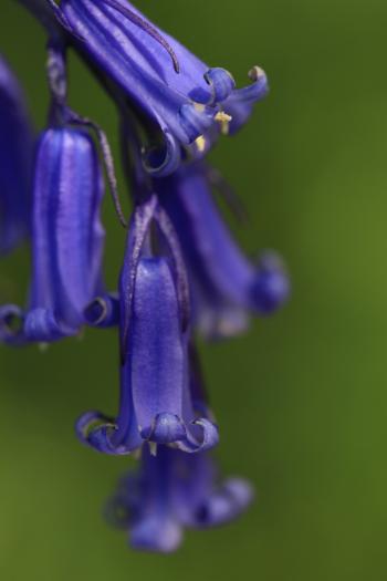 Bluebells of Keils Den 11-05-09