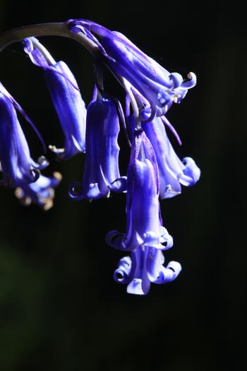 Bluebells of Keils Den 11-05-09