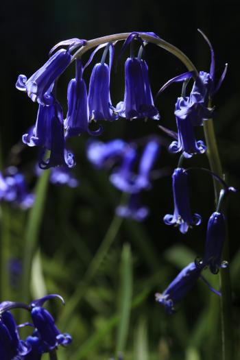 Bluebells of Keils Den 11-05-09