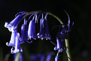 Bluebells of Keils Den 11-05-09