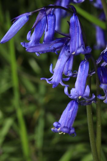 Bluebells of Keils Den 11-05-09