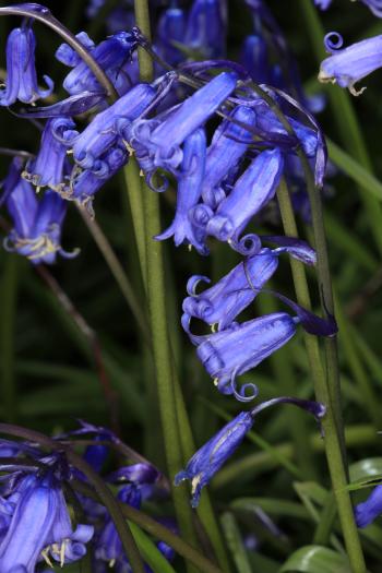 Bluebells of Keils Den 11-05-09