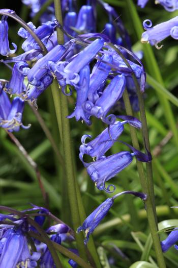 Bluebells of Keils Den 11-05-09