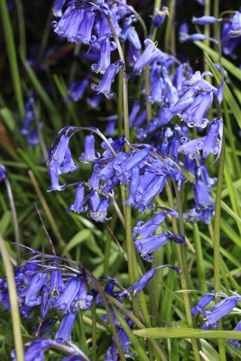 Bluebells of Keils Den 11-05-09