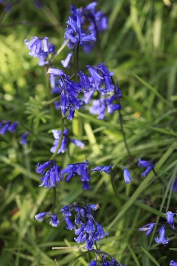 Bluebells of Keils Den 11-05-09