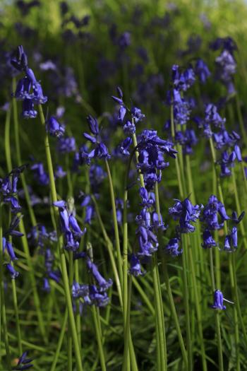 Bluebells of Keils Den 11-05-09