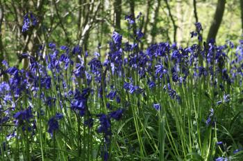 Bluebells of Keils Den 11-05-09