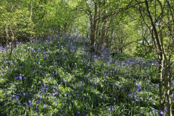 Bluebells of Keils Den 11-05-09