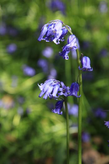 Bluebells of Keils Den 11-05-09