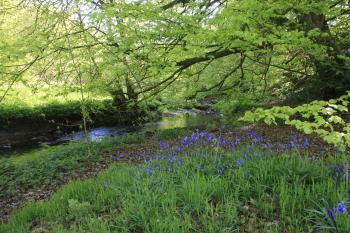 Bluebells of Keils Den 11-05-09