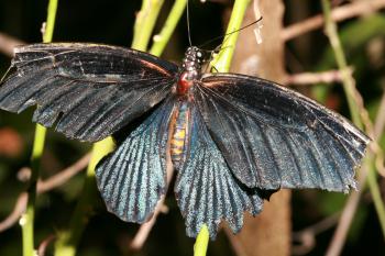 Dobbies Butterflies 28-09-07