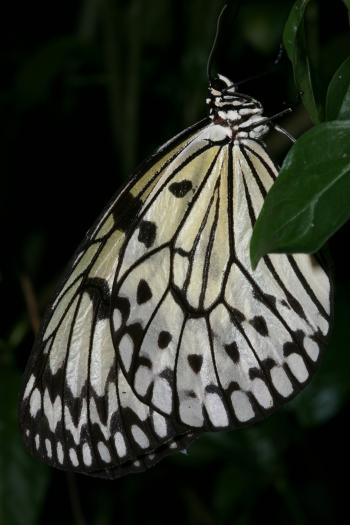 Dobbies Butterflies 28-09-07