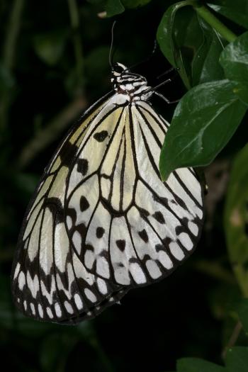 Dobbies Butterflies 28-09-07