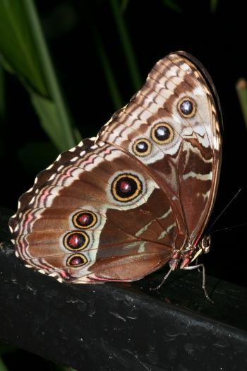 Dobbies Butterflies 28-09-07