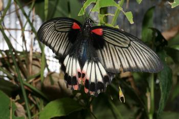 Dobbies Butterflies 28-09-07