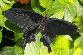 Dobbies Butterflies 28-09-07