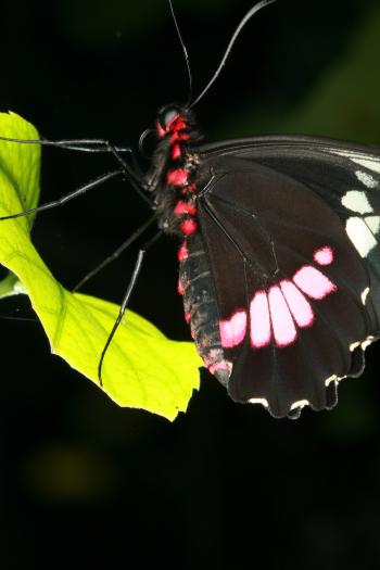 Dobbies Butterflies 28-09-07