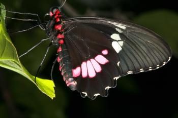 Dobbies Butterflies 28-09-07