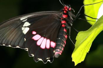 Dobbies Butterflies 28-09-07