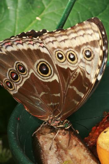 Dobbies Butterflies 28-09-07