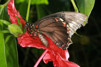 Dobbies Butterflies 28-09-07