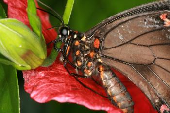 Dobbies Butterflies 28-09-07