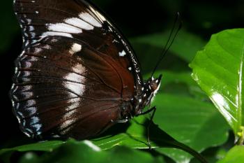 Dobbies Butterflies 28-09-07