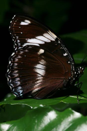 Dobbies Butterflies 28-09-07