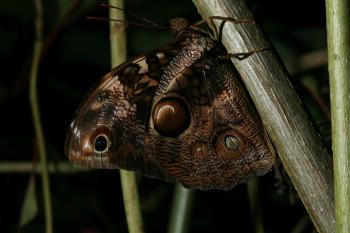 Dobbies Butterflies 28-09-07