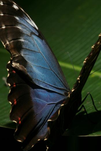 Dobbies Butterflies 28-09-07