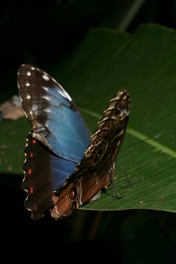 Dobbies Butterflies 28-09-07