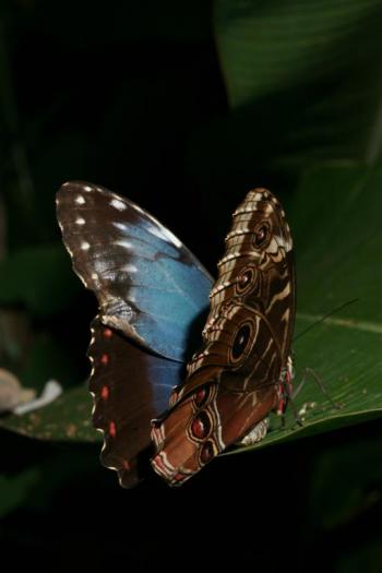 Dobbies Butterflies 28-09-07