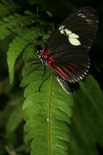 Dobbies Butterflies 28-09-07