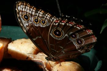 Dobbies Butterflies 28-09-07