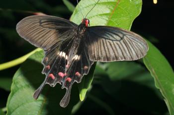 Dobbies Butterflies 28-09-07